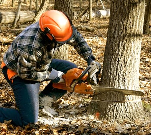 Tree Removal in Kings Bay, GA